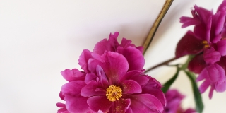 Photo d'un zinnia de couleur rose